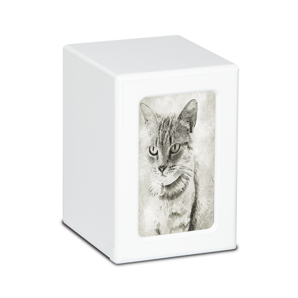 MEDIUM PY06 -White- Tabby Cat